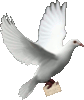 duif met brief
